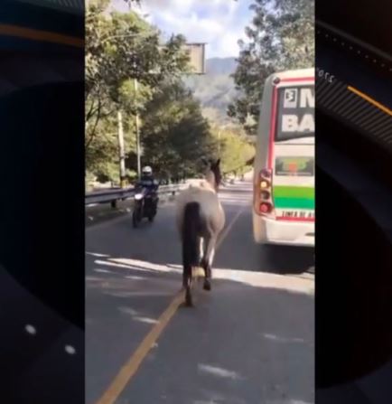 (Video) Maltrato animal a un caballo en el municipio de Barbosa