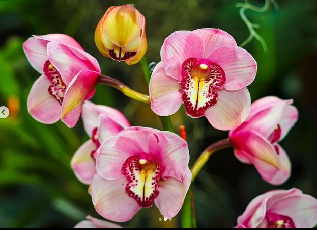 2.000 orquídeas se expondrán en el Jardín Botánico de Medellín