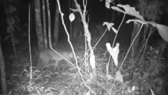 (Video) Cámaras trampa captan hermoso puma concolor entre Envigado y Sabaneta