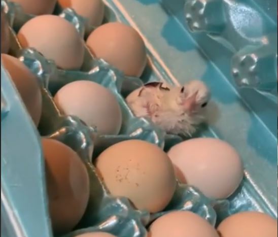 (Video) Le apareció un pollito vivo en su canasta de huevos