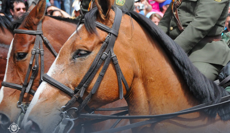 No a los caballos de la Policía en las manifestaciones sociales, la solicitud que hace la procuraduría