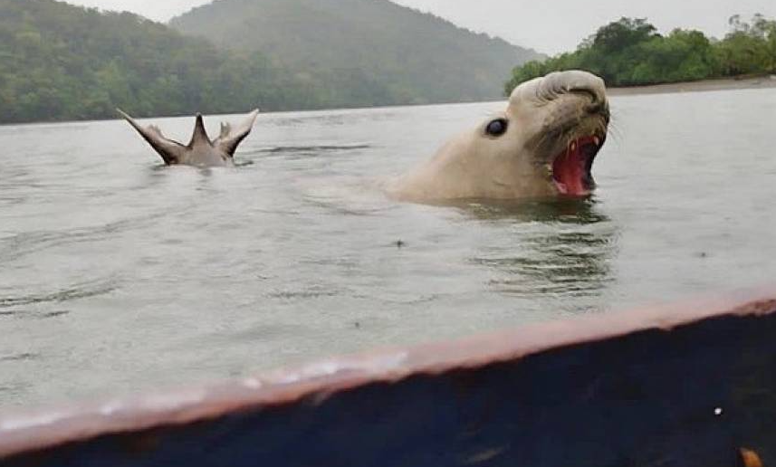 [Video] Elefante marino fue visto en playas del Chocó