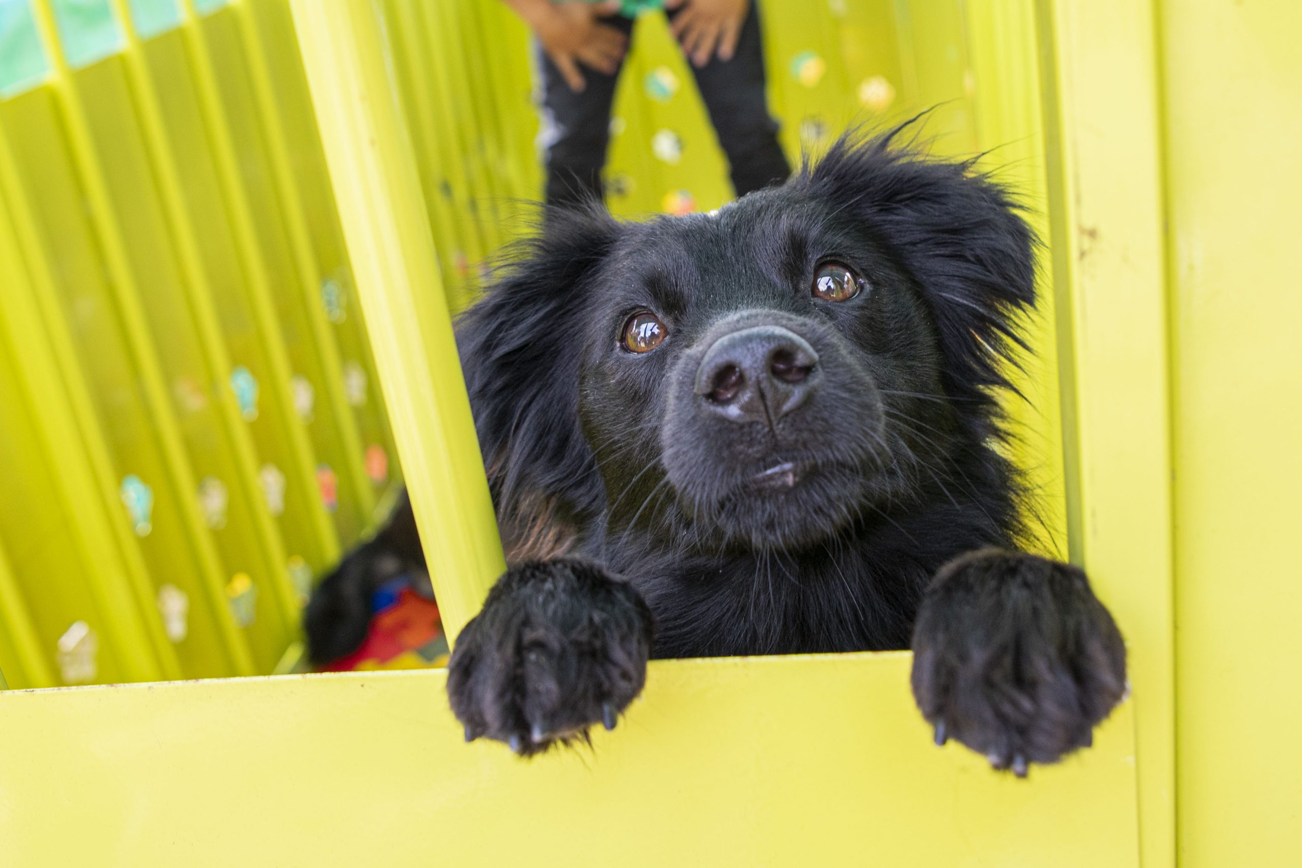 Este domingo habrá adoptatón en el Parque de Los Deseos