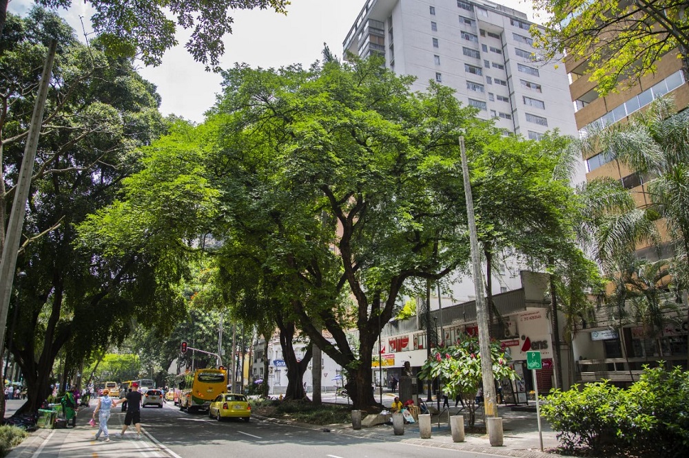 Medellín trabaja en la conservación de casi 700 árboles patrimoniales