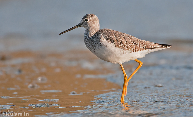 Día de las aves migratorias ¿Sabe cuáles son las de Colombia?