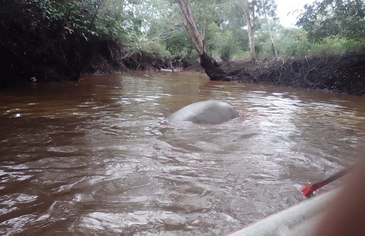 Matan elefante marino que se encontraba perdido en playas de Nariño