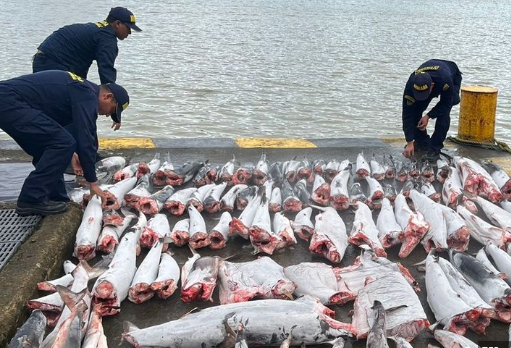 Cruel hallazgo en el Pacífico, más de 100 tiburones fueron mutilados