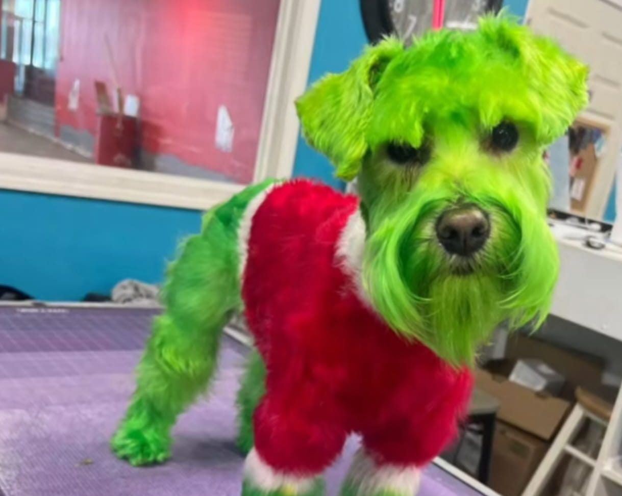 [Video] Mujer pintó a su mascota para que se pareciera al 'Grinch'