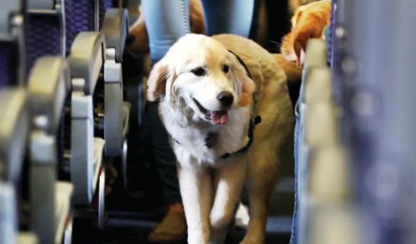 Recomendaciones para viajar con su mascota en avión