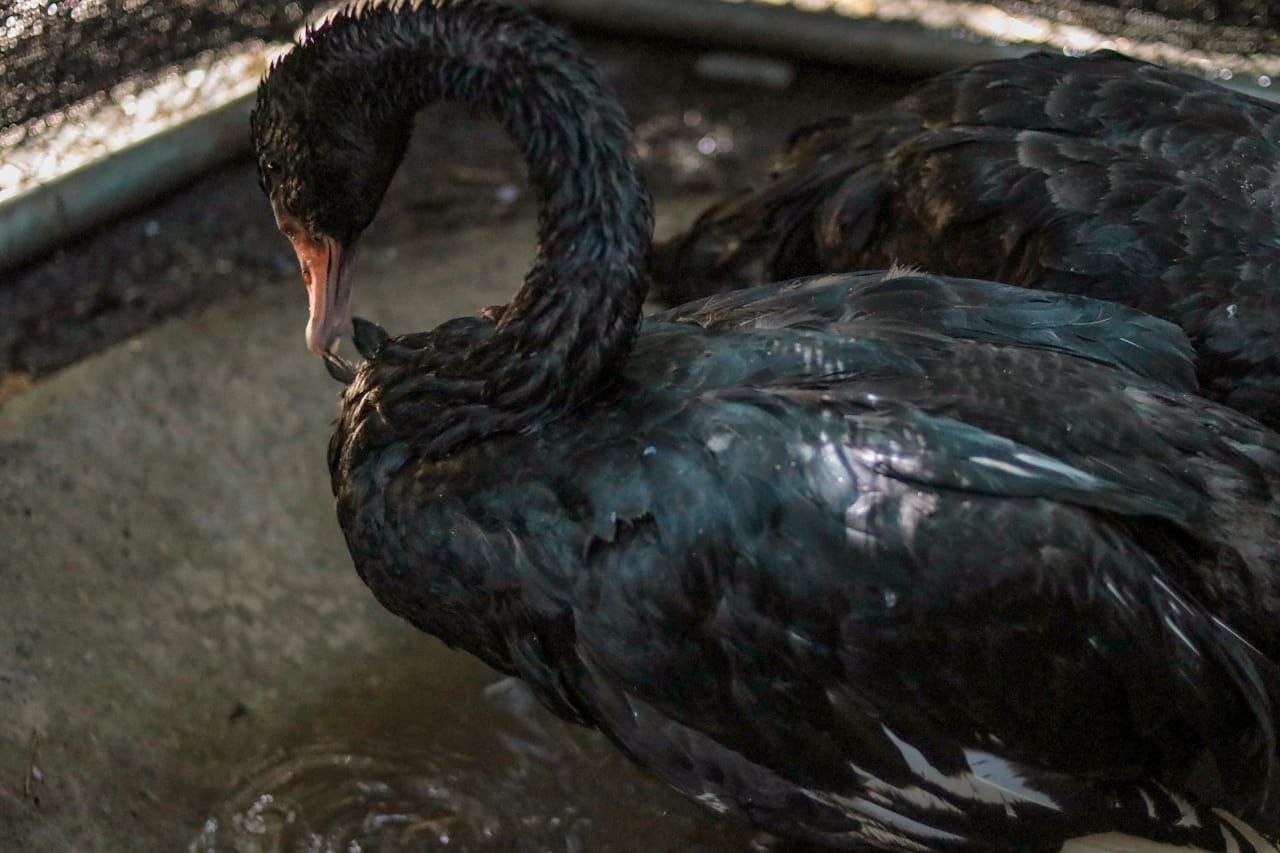 Área Metropolitana rescató a 3 cisnes negros del cautiverio