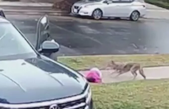 (Video) Coyote atacó a una niña de 2 años, se la quería llevar