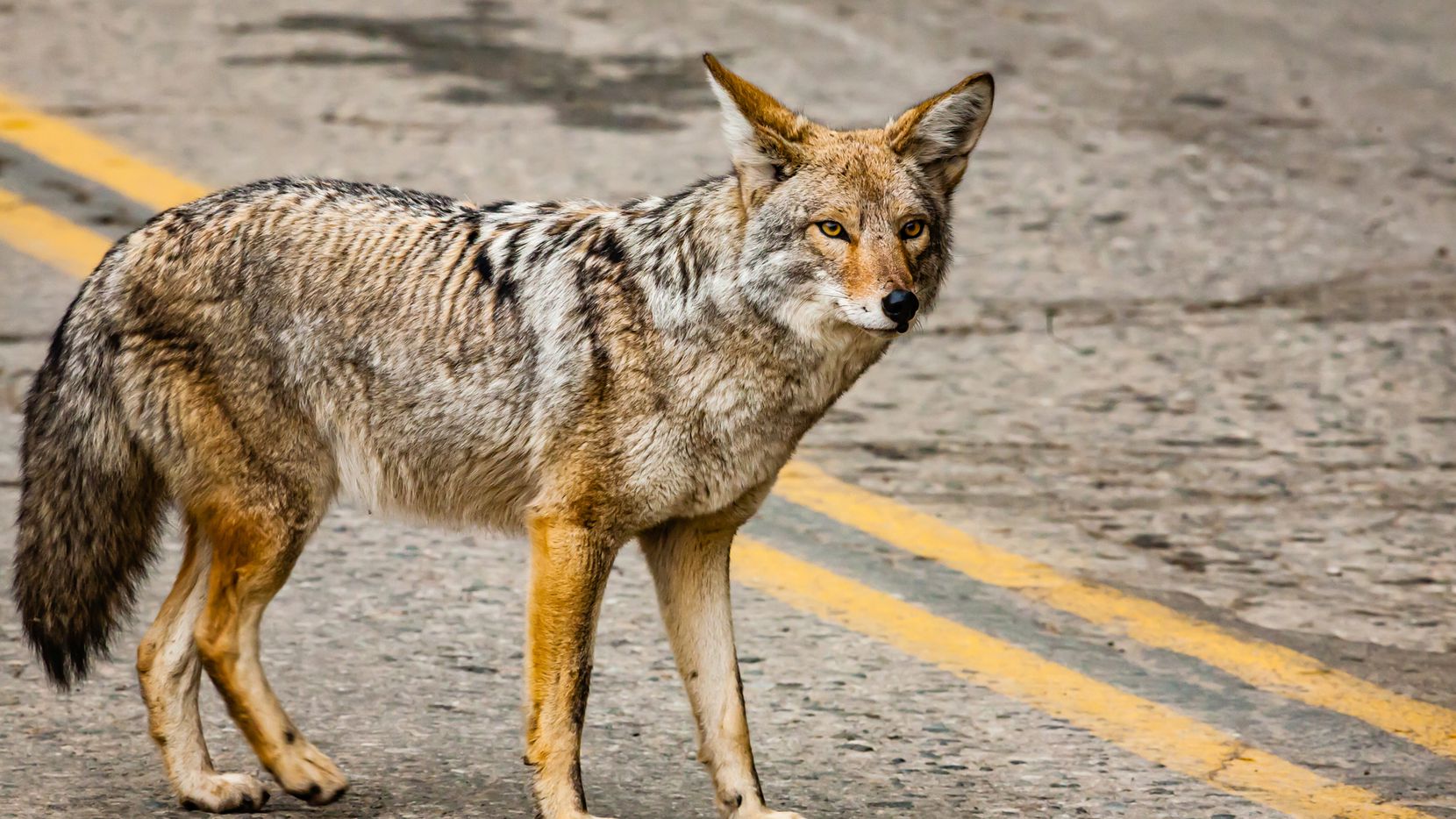 [Video] Coyotes atacan niños en Arizona, Estados Unidos