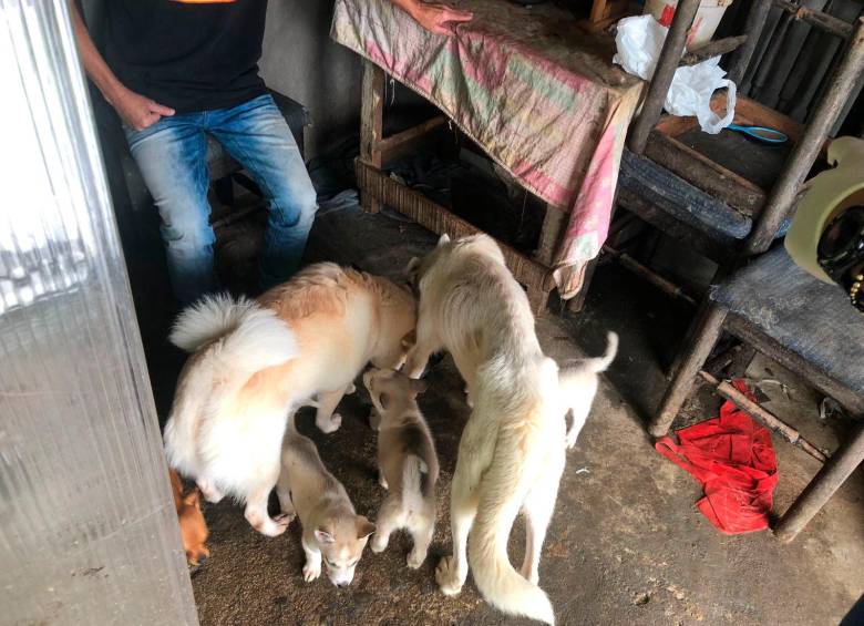 Rescatan a 11 perros de un criadero ilegal del barrio Popular de Medellín