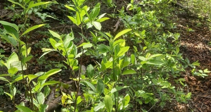 Ante La ONU, Colombia Pide Acabar Con La Prohibición De La Hoja De Coca