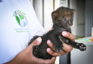 Crías de Jaguarundí confundidas con gatos