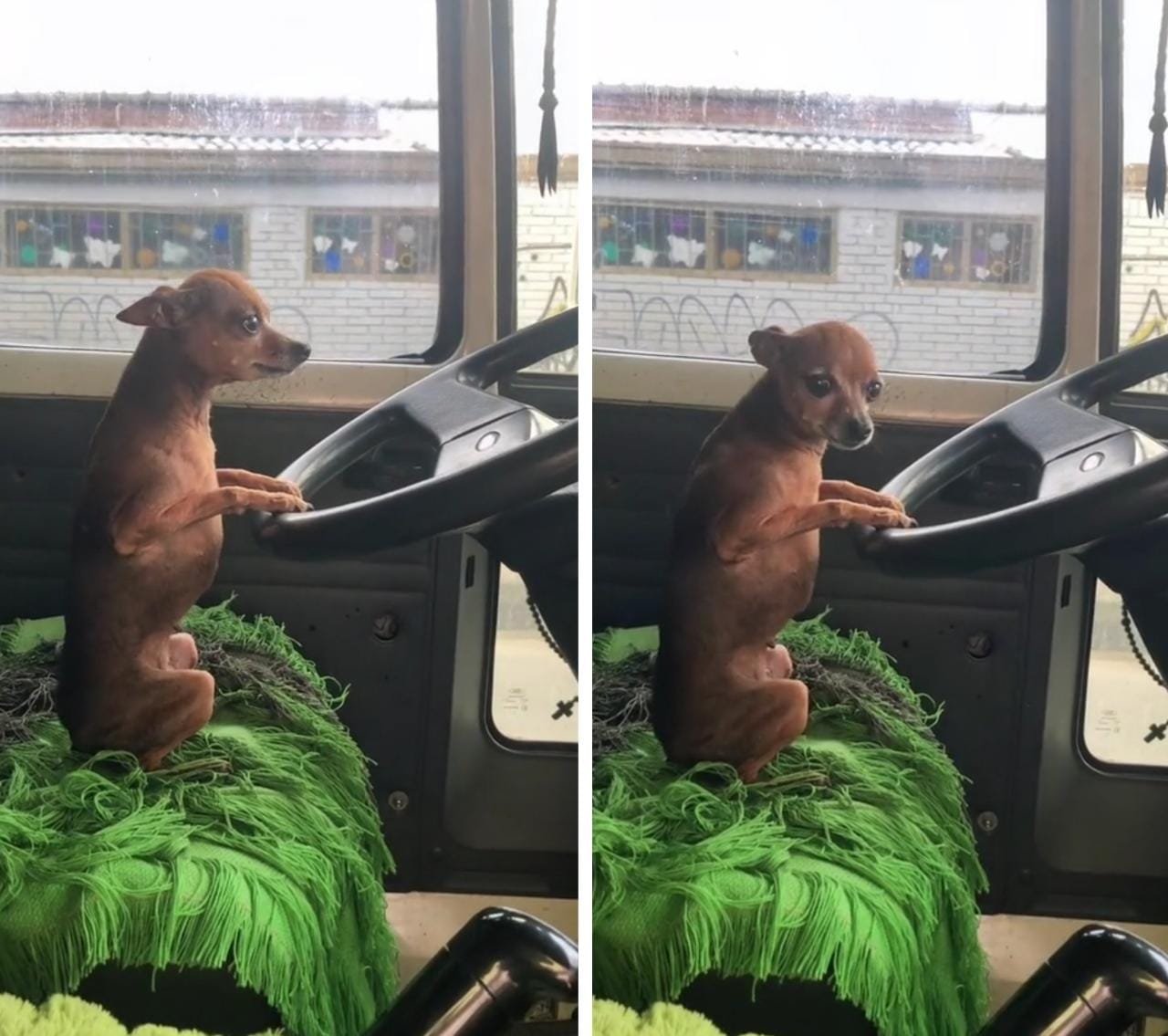 Video: ¡Qué 'ternurita'! El perrito que es sensación en redes por ser ayudante de un camionero