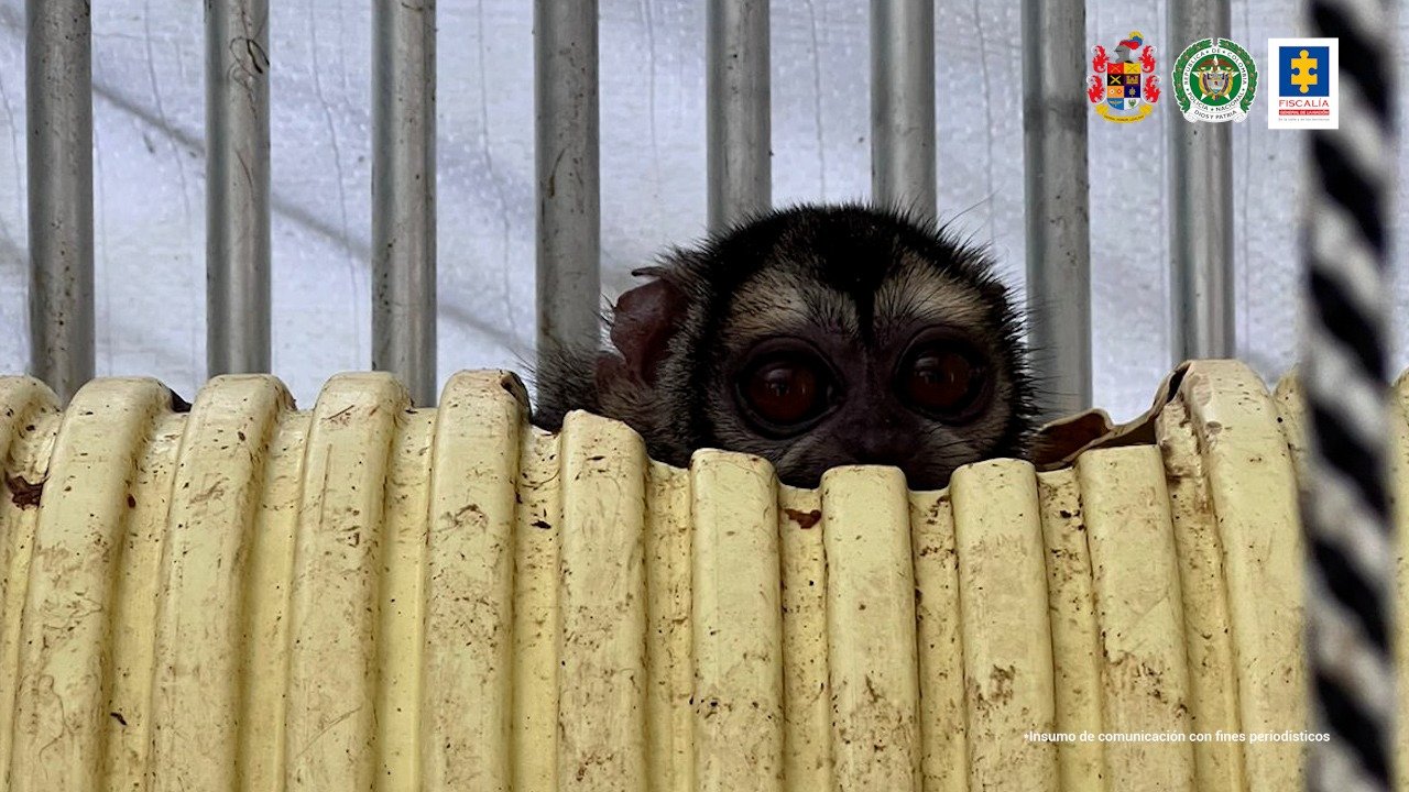 Más de 100 monos fueron rescatados de un laboratorio