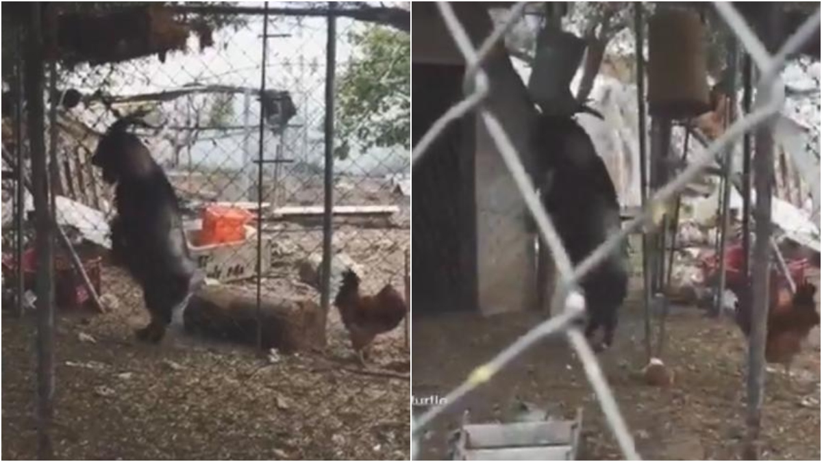 [Video] Supuesta cabra 'endemoniada', en Boyacá, causa revuelo