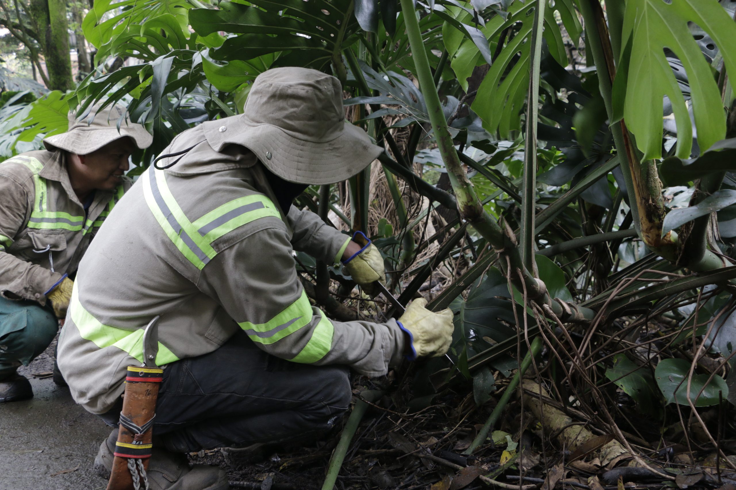 Medellín avanza en la conservación de espacios verdes