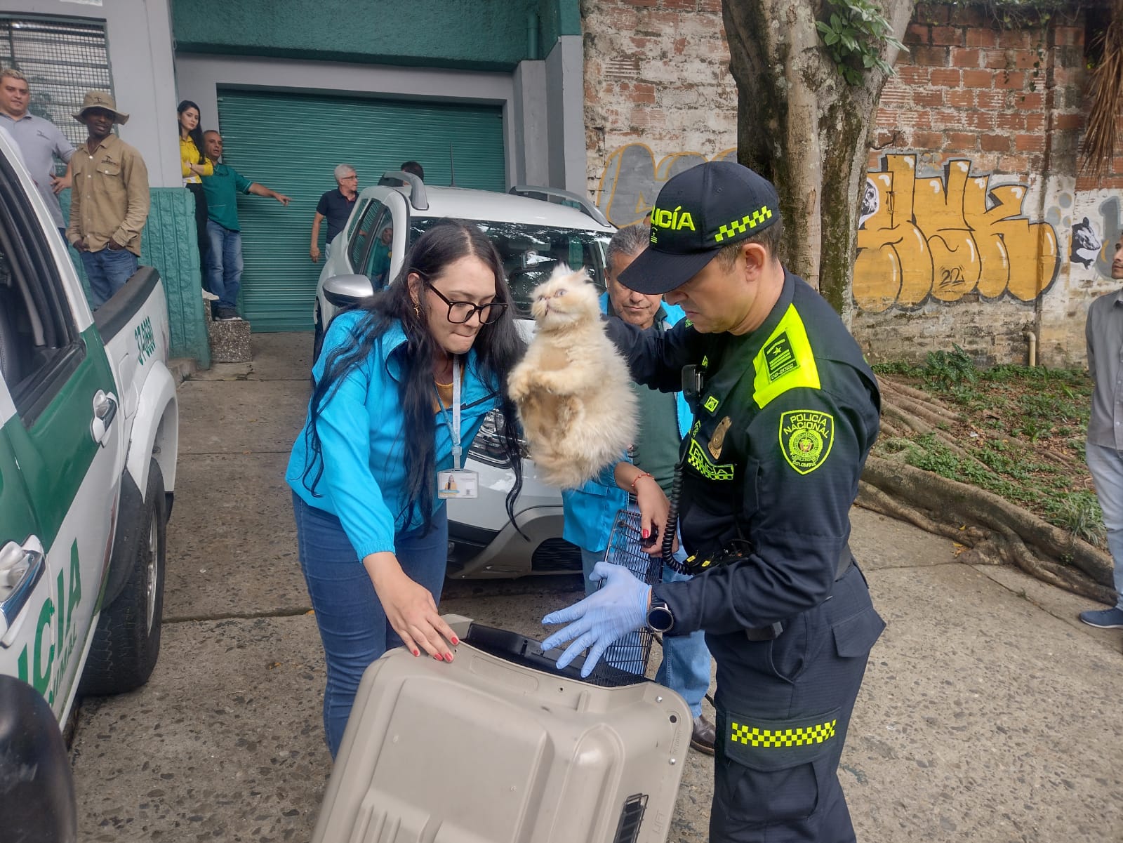 17 animales fueron rescatados en Campo Valdés; se encontraban en precarias condiciones de salud