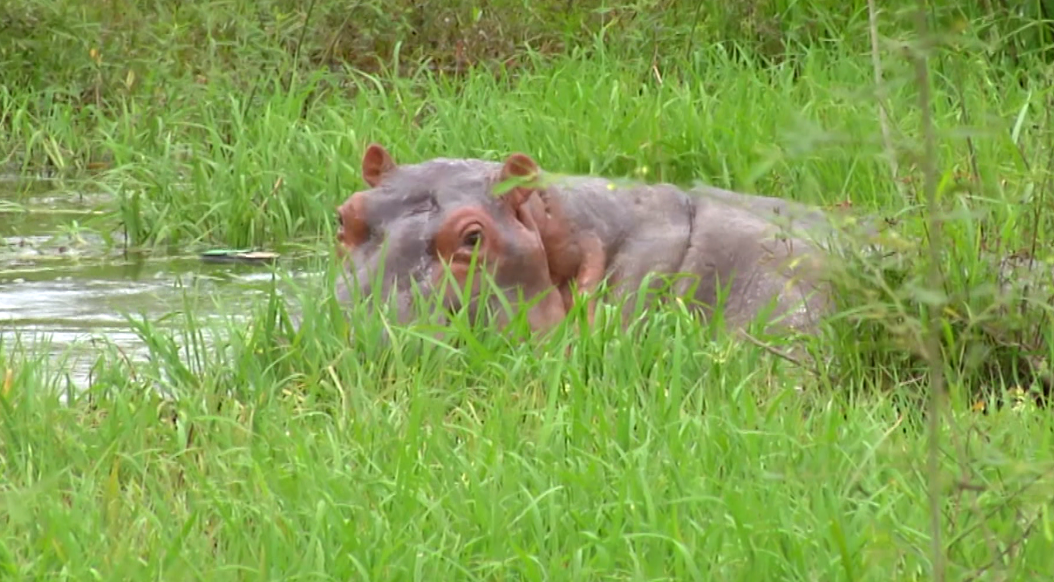 Hipopótamos colombianos a un paso de India y México