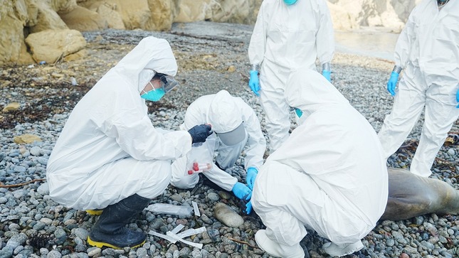 Reportan muerte de más de 3.000 lobos marinos por posible gripe aviar en Perú