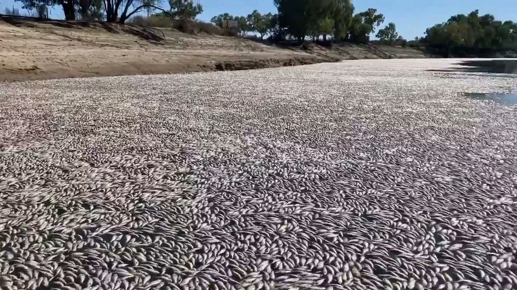 Ola de calor deja millones de peces sin vida en un río de Australia