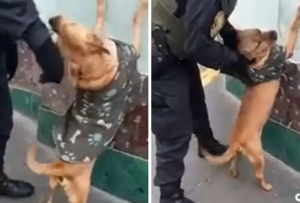 [Video] Policía 'detiene' a perrito para requisarlo; su reacción se hizo viral
