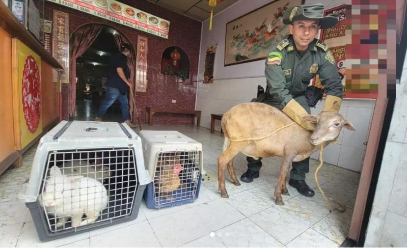 Cerraron restaurante chino por sacrificar animales en su cocina