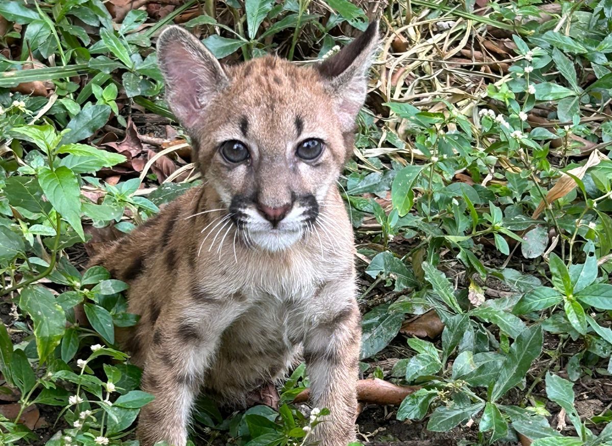 El hospital de fauna silvestre más moderno de América Latina se inaugura en Antioquia