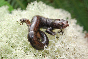 Nueva especie de Salamandra