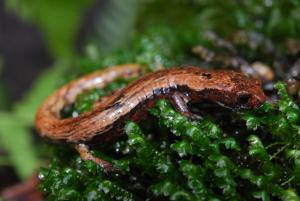 Nueva especie de Salamandra