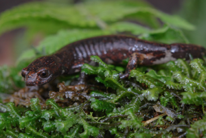 Nueva especie de Salamandra