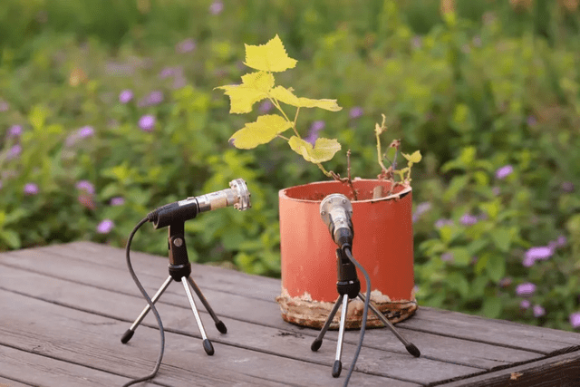 Video: ¡Increíble! Por primera vez detectan el grito de una planta, así se escucha