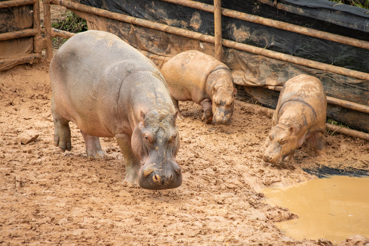 Muerte de hipopótamo, en accidente, revive polémica de traslados de esta especie