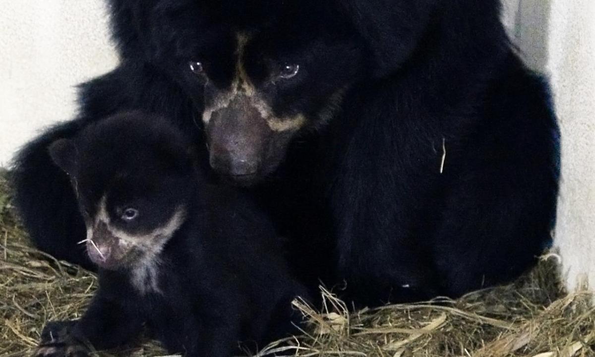 Oso andino, nacido en Medellín, reveló importante noticia