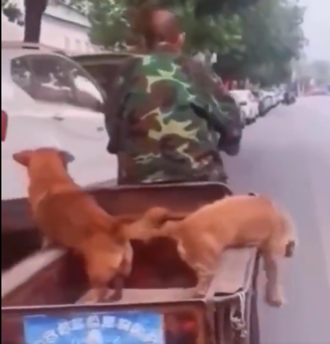 [Video] ¡Hermoso! Perrito le ayuda a su fiel amigo