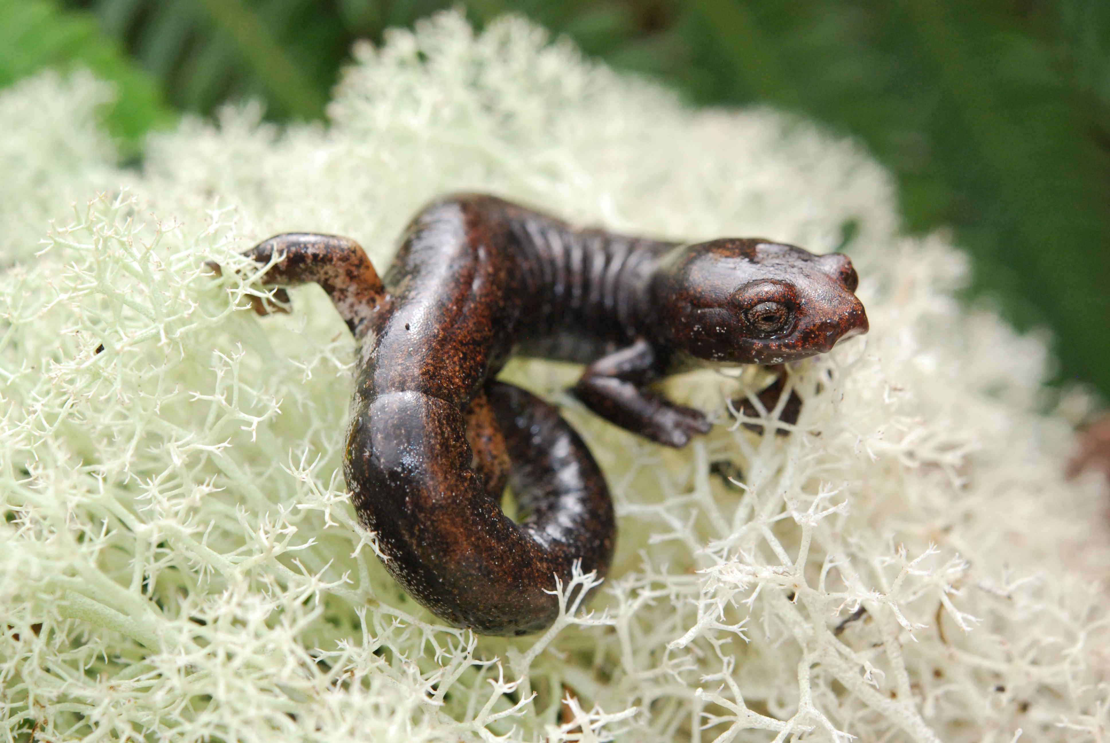 Descubren una nueva especie de salamandra en Colombia