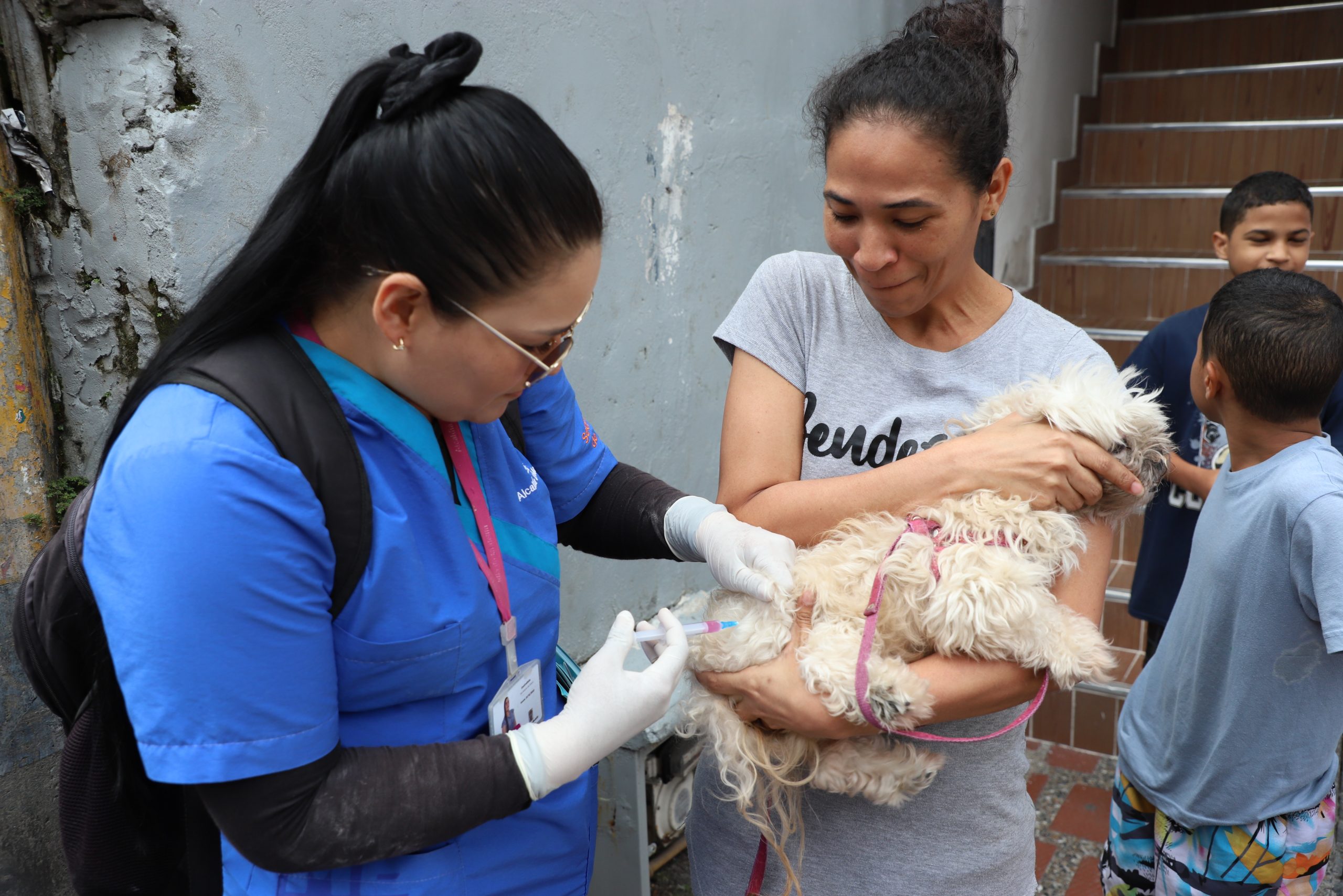 Más de 67 mil vacunas para perros y gatos contra el virus de la rabia en Medellín