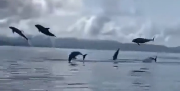 [Video] Fascinante espectáculo de delfines avistados por turistas en Antioquia