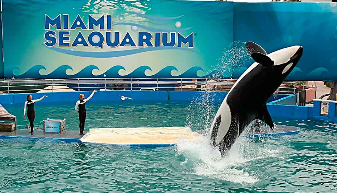 Lolita la ballena que será liberada 