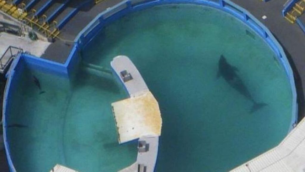 Lolita la ballena que será liberada 