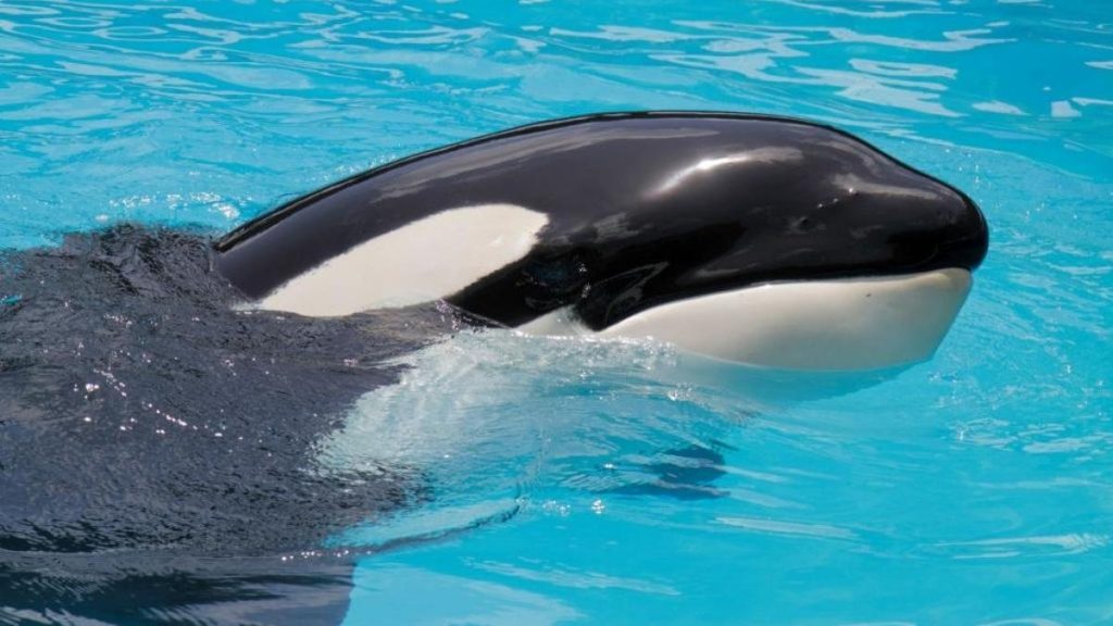 Lolita la ballena que será liberada 