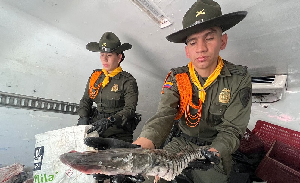 En la Regional incautaron 300 kilogramos de pescado no apto para el consumo