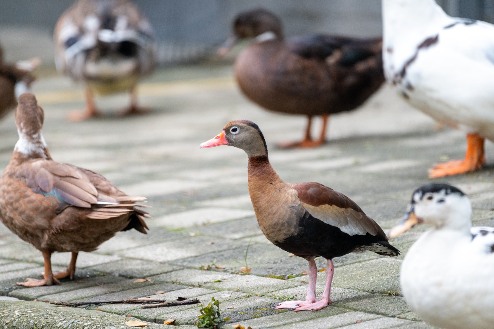 Emilio, un hermoso pisingo, encontró una familia en los patos del Parque Norte