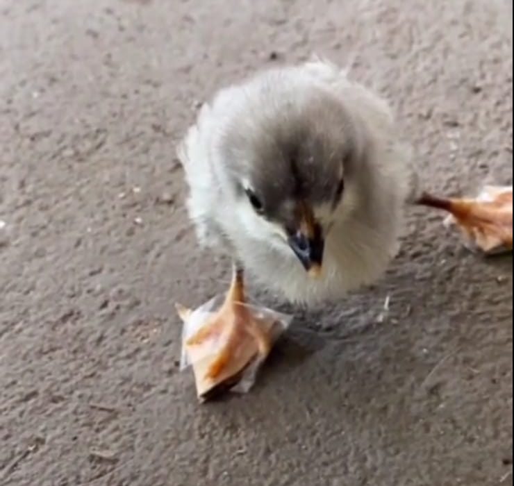 ¡Que hermosura! Mujer le hizo zapatos a un pollito para que pudiera caminar