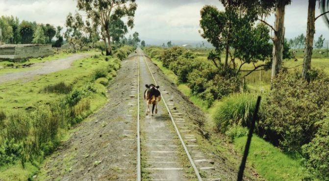 De que los dichos dicen la verdad, “cuando le toca le toca” tiene mucho de cierto. Un hombre de 82 años que se encontraba cerca de una vía férrea murió al ser impactado por una vaca atropellada por un tren.