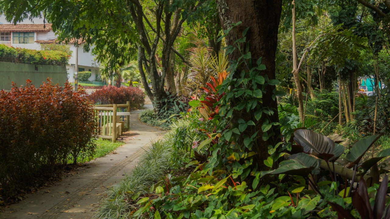 Árboles de Medellín generan 4195 toneladas de oxígeno cada año