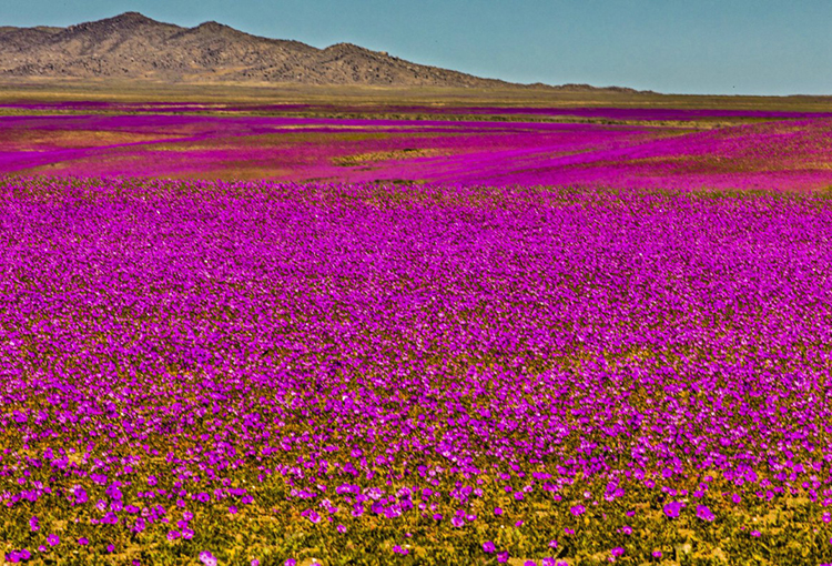 ¡Qué belleza! Hasta en el desierto más árido florece la vida