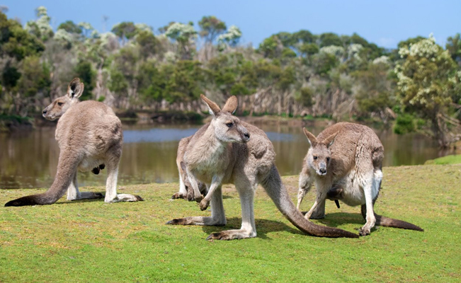 En Australia piensan sacrificar cientos de canguros